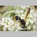 Symmorphus crassicornis - Lehmwespe w01c 13mm - OS-Hellern Waldwiese det.jpg